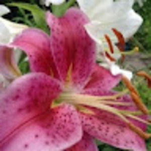 Meet your Posher, Brittney